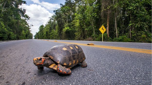 Estradas e a Biodiversidade – Conheça as ameaças da maior causa de morte de animais silvestres no Brasil – e como podemos solucioná-las