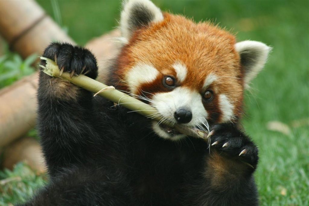 Diplomacia do Panda

Panda-vermelho (Ailurus fulgens), outro animal da ordem Carnívora que vive na mesma região que o panda-gigante e que também possui adaptações para o consumo de bambu - Imagem: Red Panda Network