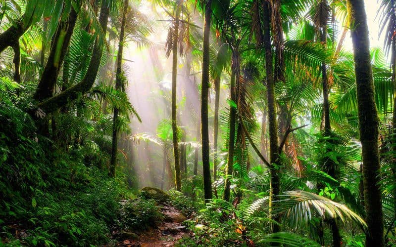 Florestas Vazias – Descubra por que a vida está desaparecendo em nossas matas