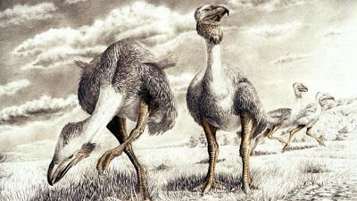 5566d antarctic fossil bird tracks 03