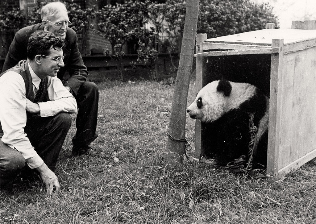 Diplomacia do Panda

John Tee-Van e Dr. David Graham observando um panda capturado na China em 1941. David Graham foi naturalista e um dos responsáveis pelo envio de pandas aos Estados Unidos e atuava como intermediário diplomático.
Por Wildlife Conservation Society via jamesflee.com