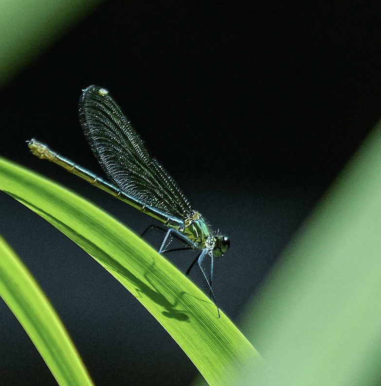 Insetos, o apocalipse: Como a extinção de espécies de insetos afeta a ...