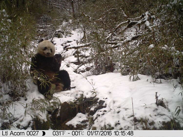 Diplomacia do Panda

Panda-gigante se alimentando em uma reserva na China. Atualmente, pandas passam 14 horas por dia comendo, mas digerem apenas 17% do que consomem. Por esse motivo, passam 12 horas por dia dormindo. Imagem: Michigan State University