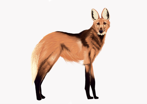 Lobo-guará: O Canídeo Dispersor de Sementes e Seus Hábitos Entre Humanos