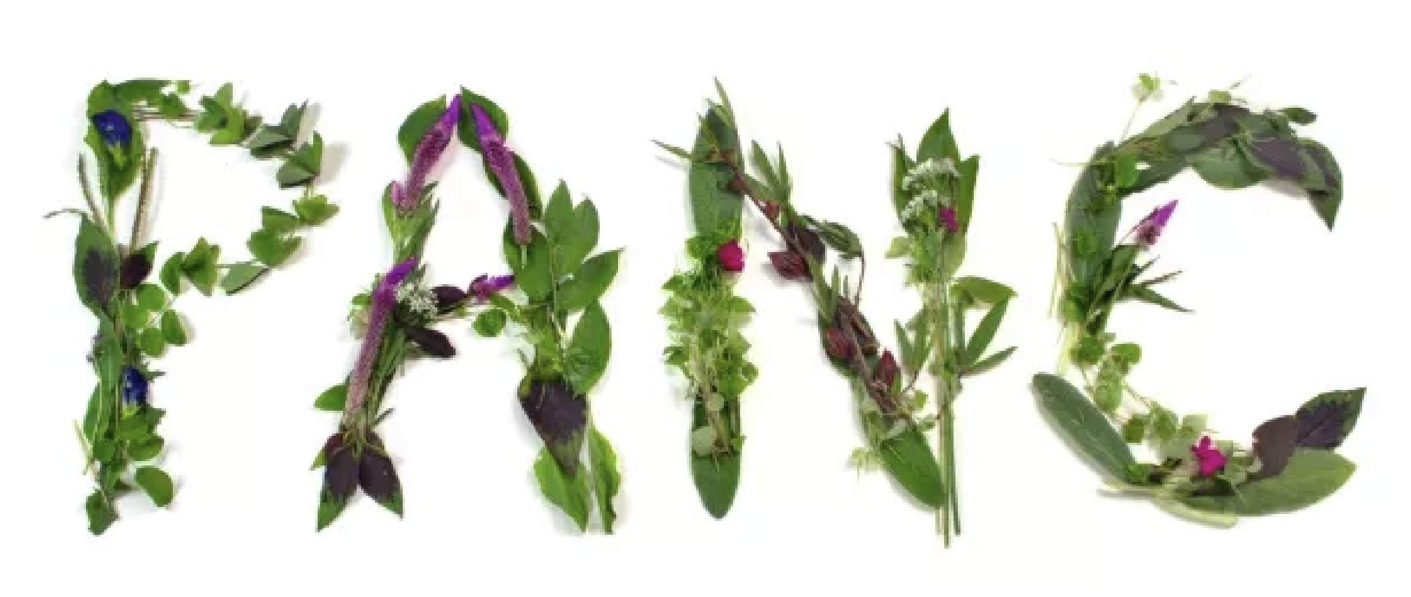 PANC (Plantas Alimentícias Não Convencionais): Comemos apenas 0,06% das plantas comestíveis do planeta