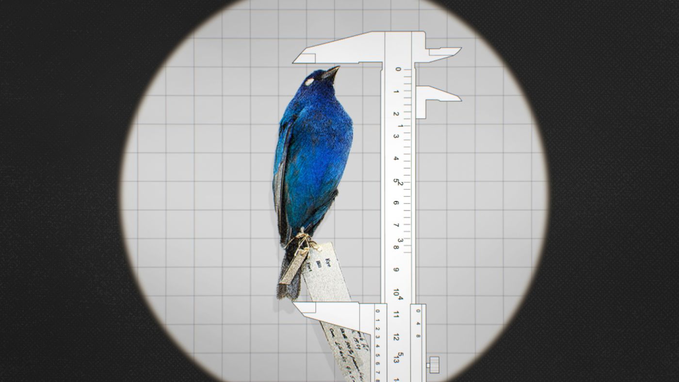 Animais estão diminuindo – Descubra 3 motivos que levam os animais a reduzir de tamanho, em parte por culpa nossa