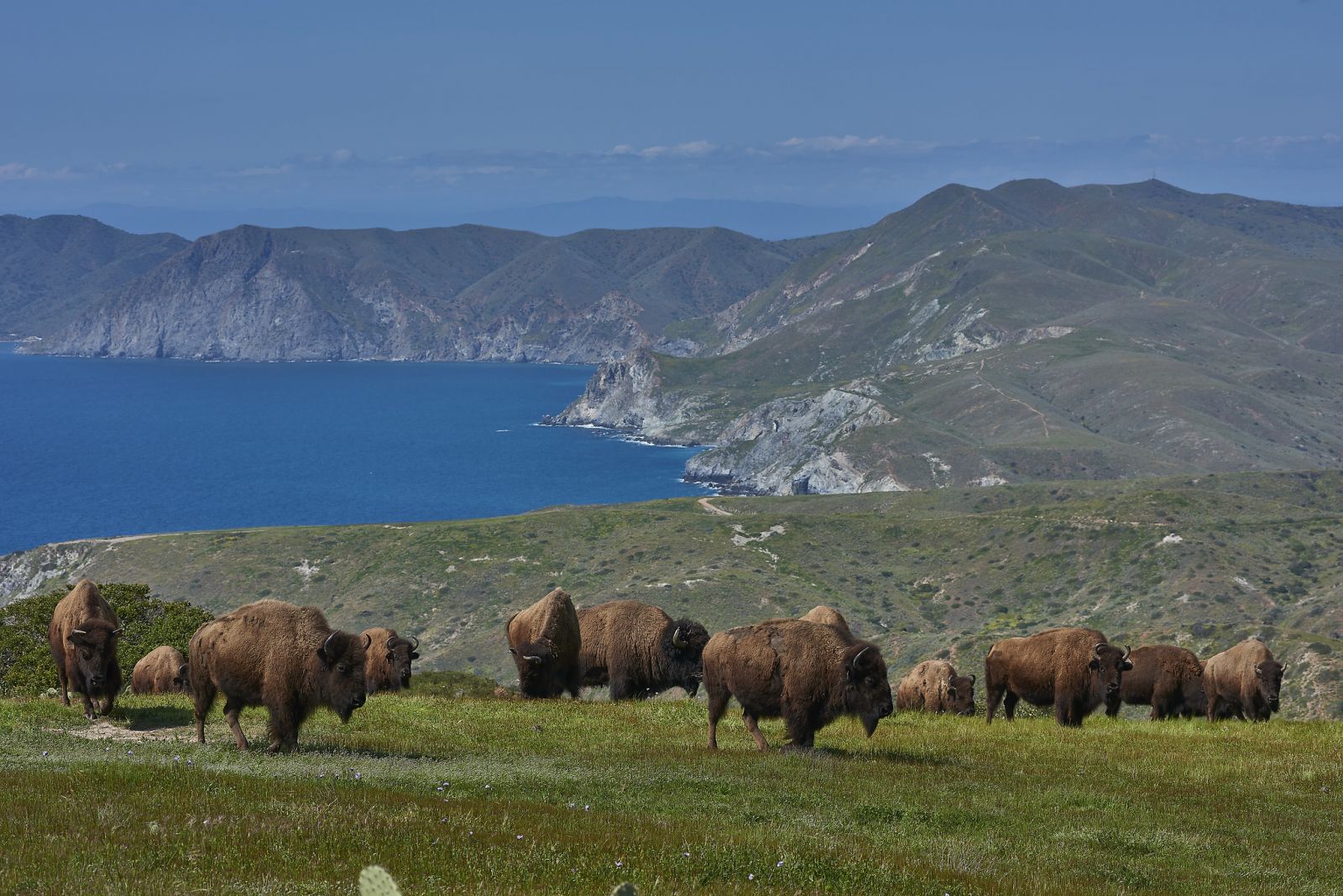 Refaunação – Descubra como cientistas pretendem tornar nosso mundo muito mais selvagem!