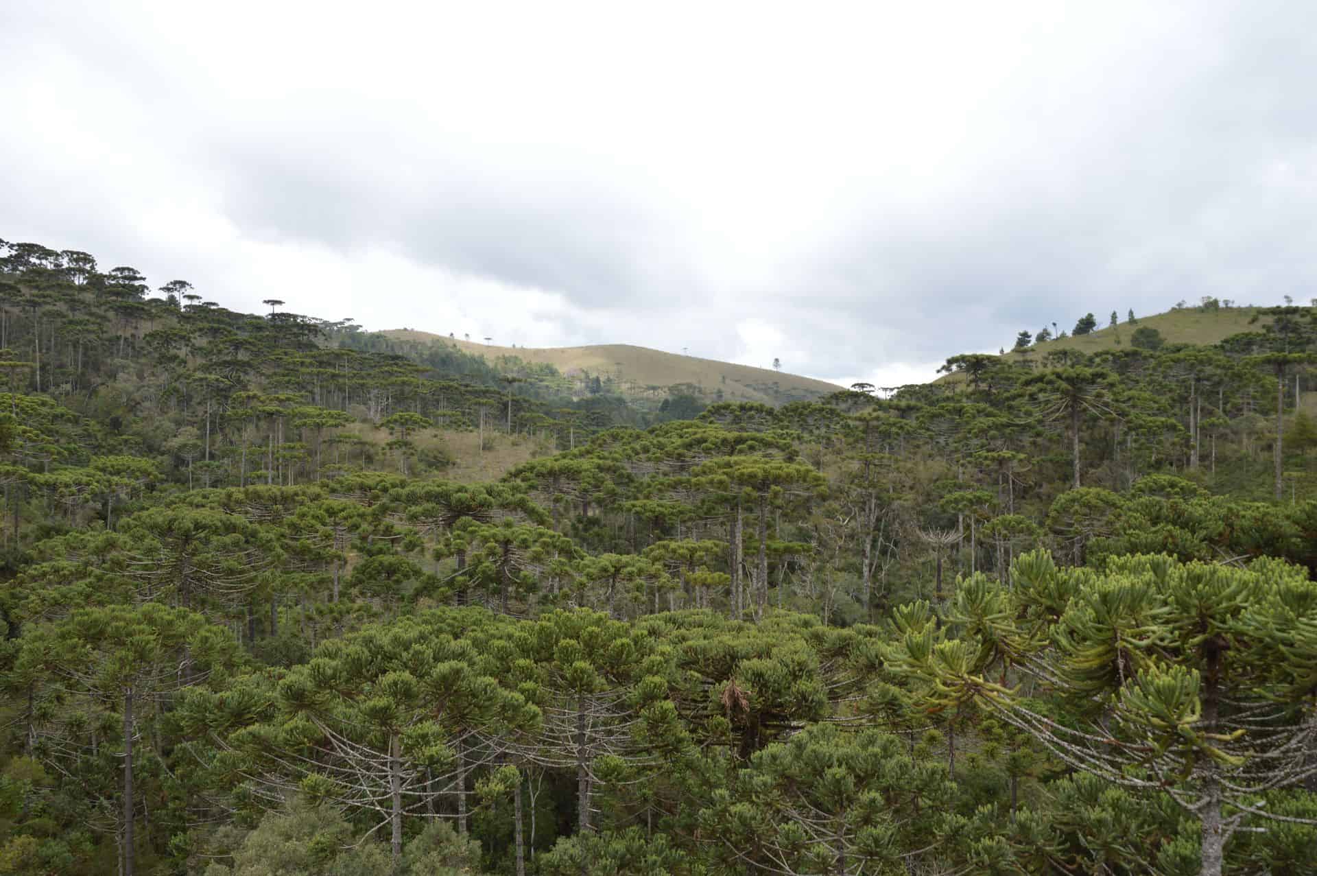 Jardineiros do Passado: Como os seres humanos da pré-história criaram florestas e salvaram árvores da extinção