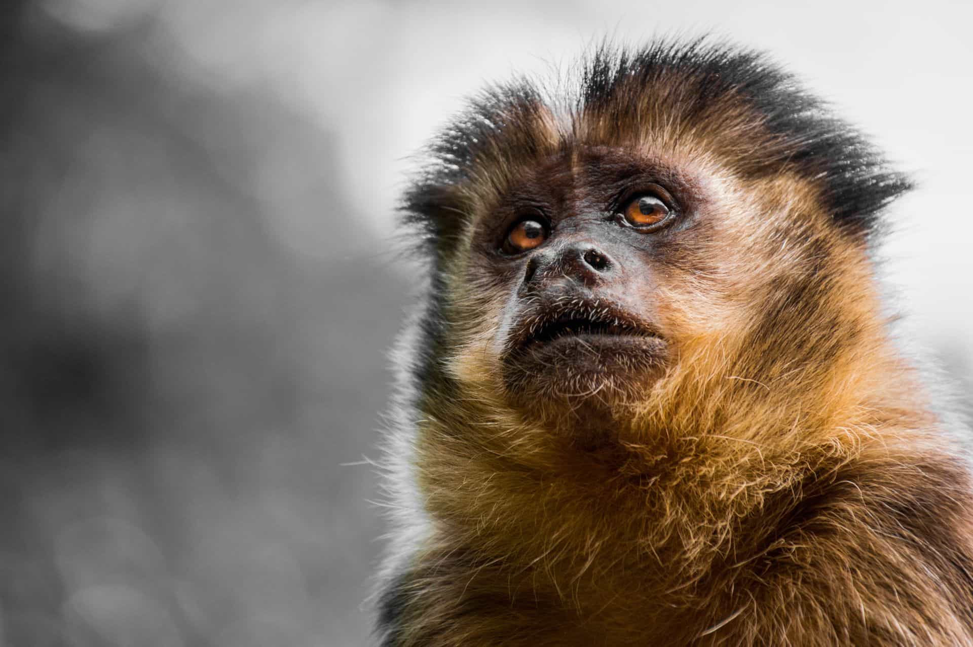 Matar os macacos da Febre Amarela pode aumentar seus riscos!
