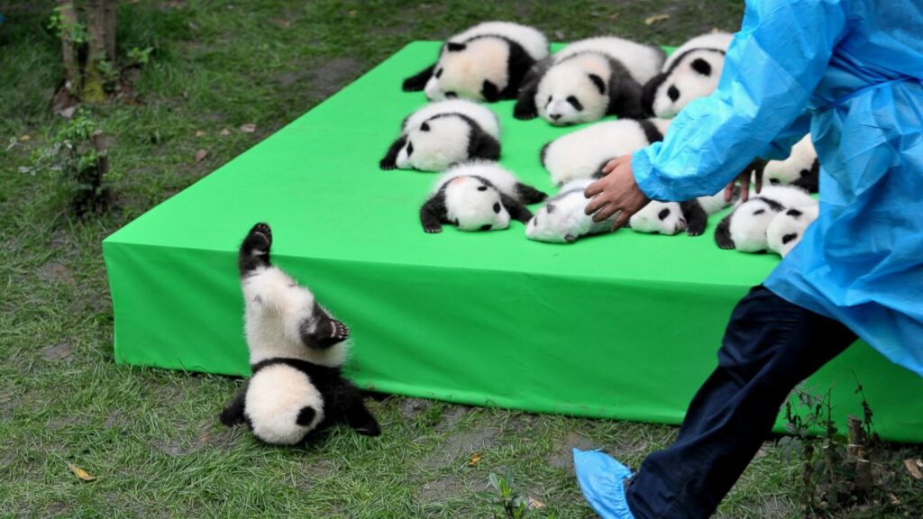 Diplomacia do Panda

Filhote de panda se jogando da plataforma durante anúncio do nascimento de 23 pandas-gigantes em 2016 na Base de Pesquisa de Chengdu - Imagem: Visual China Group via Getty Images