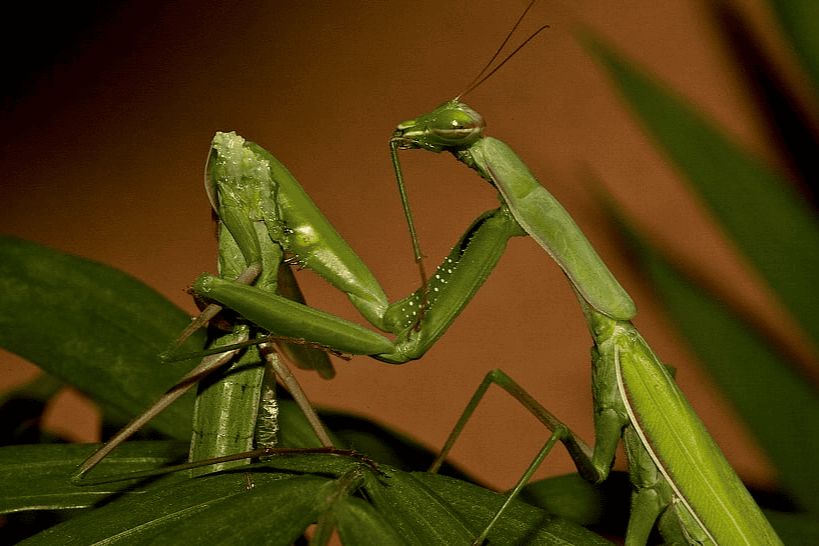 O amor tem um preço?  Os curiosos presentes nupciais dos artrópodes