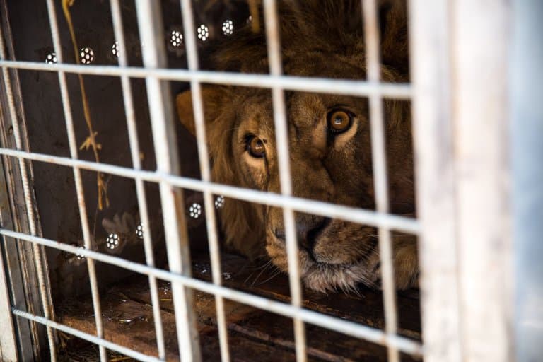 As Guerras e a natureza: Não é somente o ser humano que sofre as consequências!