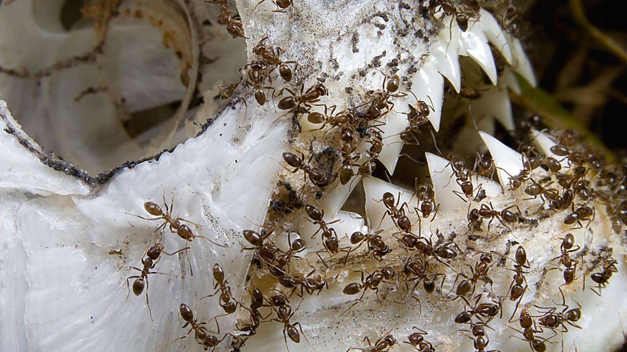 Texto Curioso – Formigas – Conheça o maior império da história de nosso planeta!