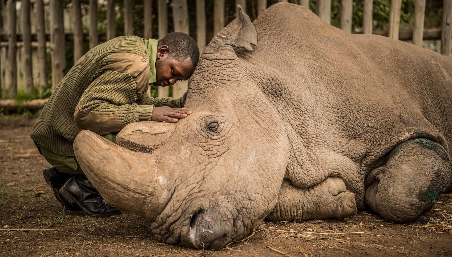 O Rinoceronte-branco-do-norte está extinto. O que isso muda na sua vida?